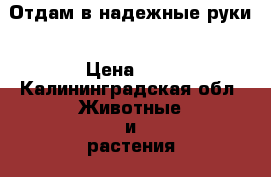 Отдам в надежные руки › Цена ­ 5 - Калининградская обл. Животные и растения » Собаки   
